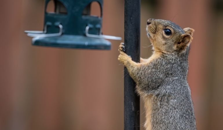 squirrel climbing bird feeder